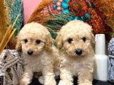 Toypoodle Apricot Erkek Dişi Yavrularımız