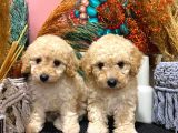 Toypoodle Apricot Erkek Dişi Yavrularımız