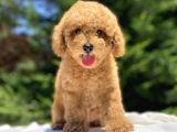 Sevi̇mli̇ Poodle Bebekler A Kali̇te