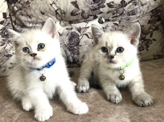 4 Erkek 2 Dişi Safkan British Blue Pointlerimiz Sahiplendirilecektir görsel