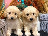 Toypoodle Apricot Erkek Dişi Yavrularımız
