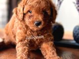 Renk Renk Toy Poodle Yavruları