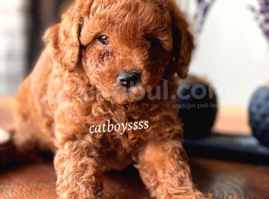 Renk Renk Toy Poodle Yavruları görsel
