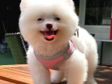 Kusursuz Karbeyaz Di̇şi̇ Pomerani̇an Boo