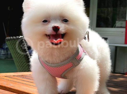 Kusursuz Karbeyaz Di̇şi̇ Pomerani̇an Boo görsel