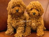 Renk Renk Toy Poodle Yavruları