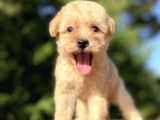Orji̇nal Malti̇poo Bebekler Garanti̇li̇