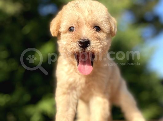 Orji̇nal Malti̇poo Bebekler Garanti̇li̇ görsel