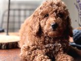Renk Renk Toy Poodle Yavruları