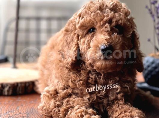 Renk Renk Toy Poodle Yavruları görsel