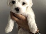 Maltes Terrier