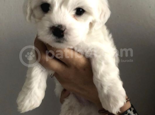 Maltes Terrier