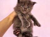 Polydacty 6 Toes Mainecoon XL