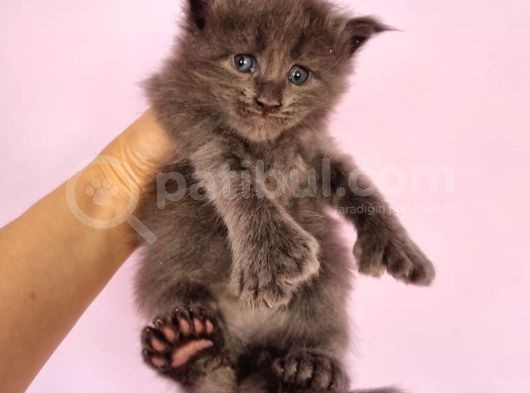 Polydacty 6 Toes Mainecoon Xl