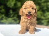 A KALİTE POODLE BEBEKLER AŞILI