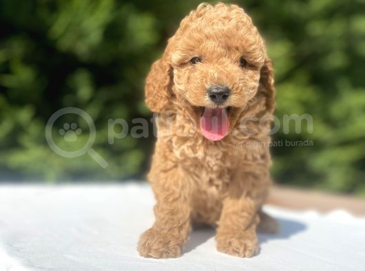 A Kali̇te Poodle Bebekler Aşili