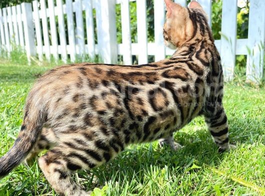 Pedigreed Bengal Kittens görsel