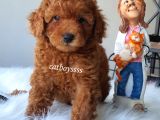 Renk Renk Toy Poodle Yavruları