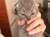 Scottish Fold Yavrularımız