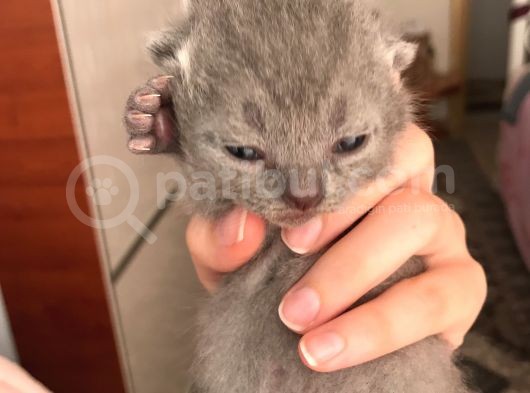 Scottish Fold Yavrularımız
