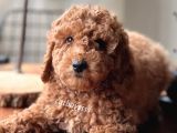 Renk Renk Toy Poodle Yavruları