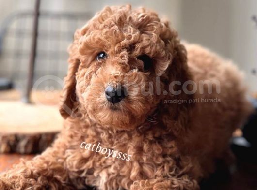 Renk Renk Toy Poodle Yavruları görsel