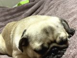 8 Aylık Pug Aşıları Tam Sevecenn