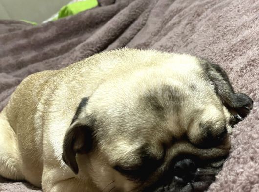 8 Aylık Pug Aşıları Tam Sevecenn görsel