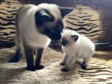 A Kali̇te Si̇yam Kedi̇si̇ Yavrusu