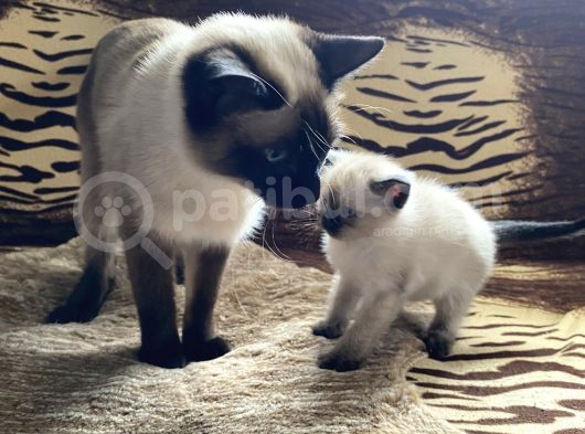 A Kali̇te Si̇yam Kedi̇si̇ Yavrusu görsel