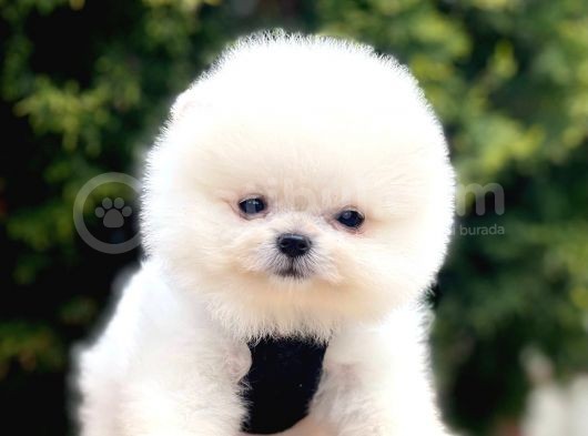 Safkan Pomeranian Boo Yavrularımız görsel