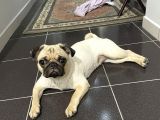 8 Aylık Pug Aşıları Tam Sevecenn