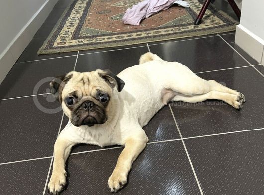8 Aylık Pug Aşıları Tam Sevecenn görsel