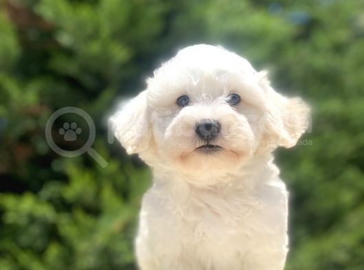 Eşsi̇z Güzelli̇k Malti̇poo Bebeği̇mi̇z görsel