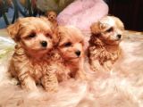 Maltipoo Tüy Dökmeyen Yavrular