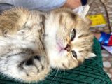 2 Aylık Tabby Dişi Tuvalet Eğitimi Verilmiştir