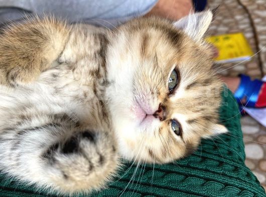 2 Aylık Tabby Dişi Tuvalet Eğitimi Verilmiştir görsel