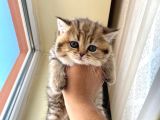 2 Aylık Tabby Dişi Tuvalet Eğitimi Verilmiştir