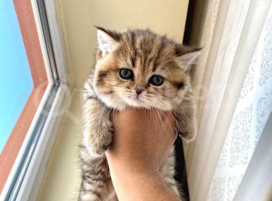 2 Aylık Tabby Dişi Tuvalet Eğitimi Verilmiştir görsel