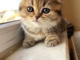 2 Aylık Tabby Dişi Tuvalet Eğitimi Verilmiştir