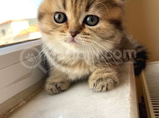 2 Aylık Tabby Dişi Tuvalet Eğitimi Verilmiştir