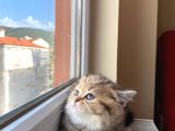 2 Aylık Tabby Dişi Tuvalet Eğitimi Verilmiştir