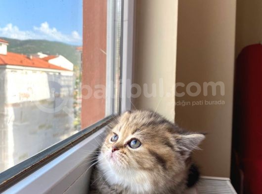 2 Aylık Tabby Dişi Tuvalet Eğitimi Verilmiştir görsel