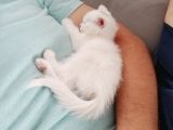 Çok Uslu Çok Uysal Bembeyaz Acillll Sahiplendirme