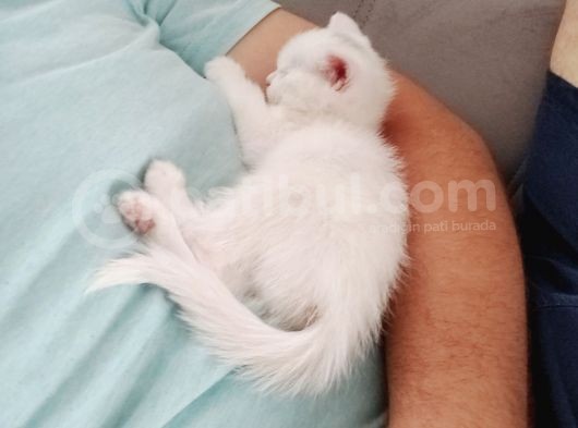Çok Uslu Çok Uysal Bembeyaz Acillll Sahiplendirme görsel
