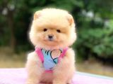 2 Aylık Ayı Surat Pomeranian Boo Yavrular