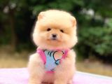 2 Aylık Ayı Surat Pomeranian Boo Yavrular