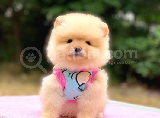 2 Aylık Ayı Surat Pomeranian Boo Yavrular görsel
