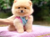 2 Aylık Ayı Surat Pomeranian Boo Yavrular