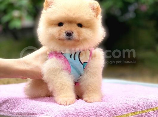 2 Aylık Ayı Surat Pomeranian Boo Yavrular görsel